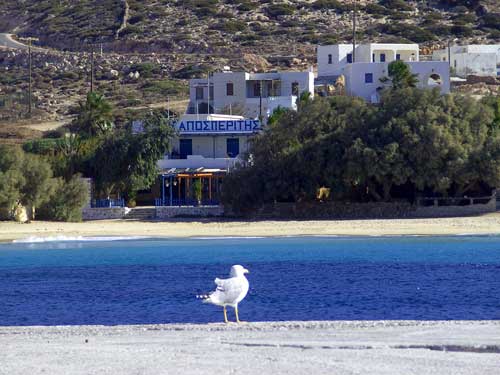 bird sea