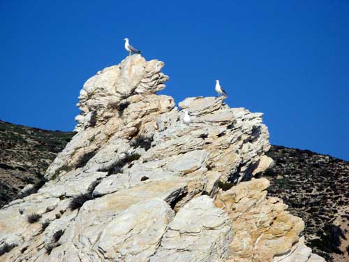 sea birds